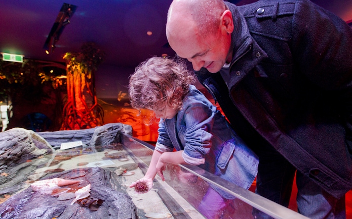 Child exploring touch rockpool at SEA LIFE Melbourne.