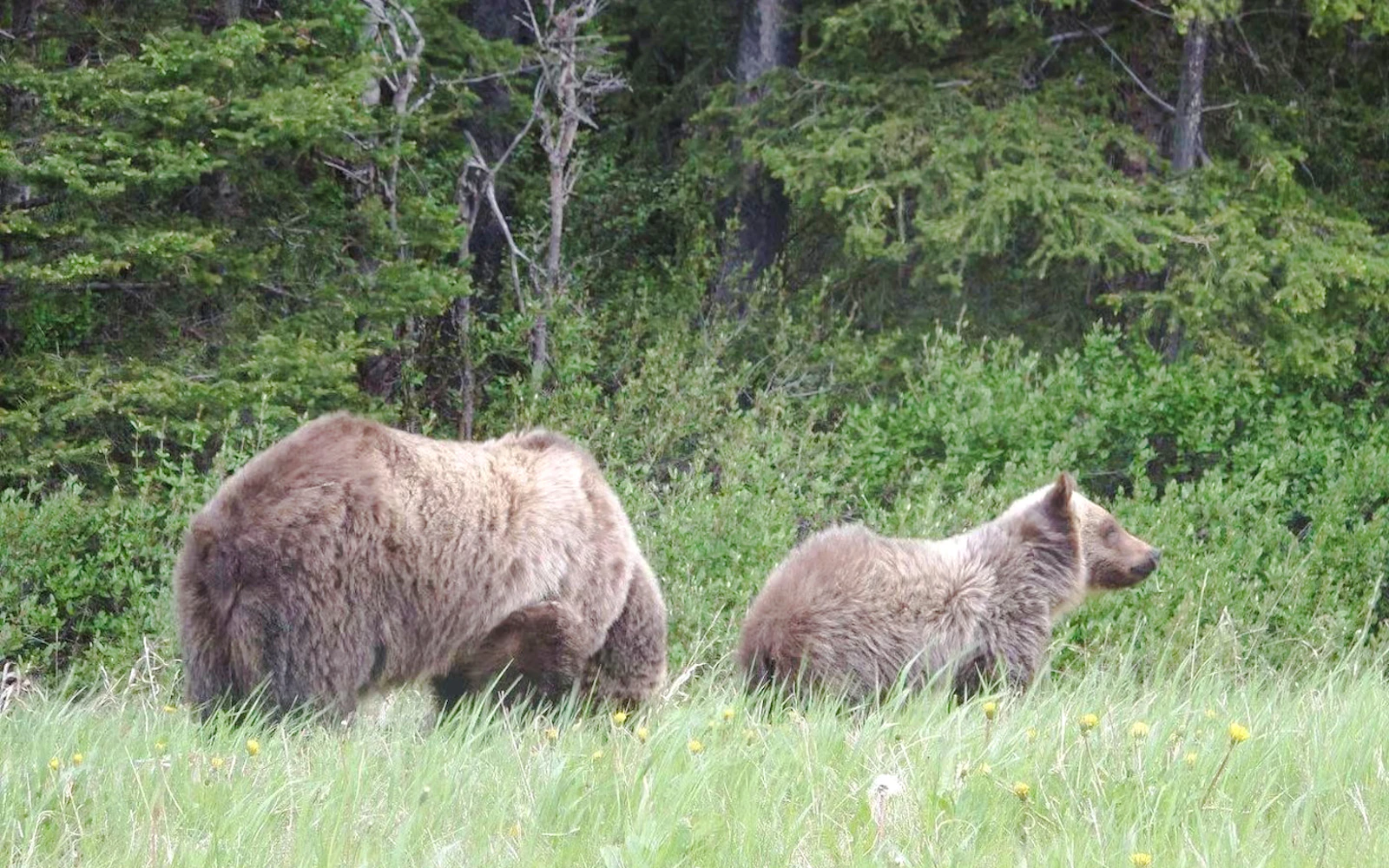 From Calgary: Kananaskis Lakes and Canmore Day Trip