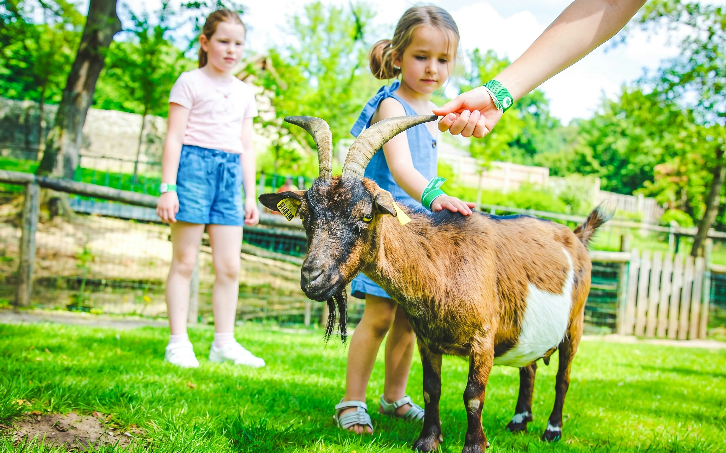 Children petting a goat at Jardin d'acclimatation petting zoo.