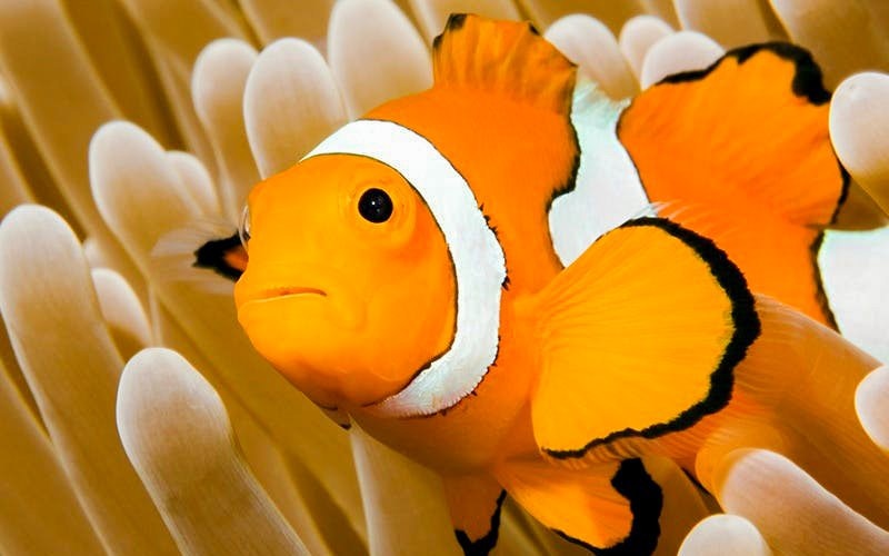 Clownfish swimming among sea anemones at Bournemouth Oceanarium.