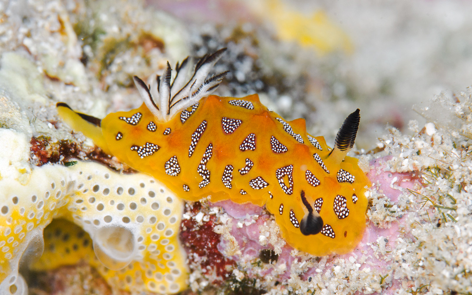 Nudibranch on coral in Great Barrier Reef, Australia.