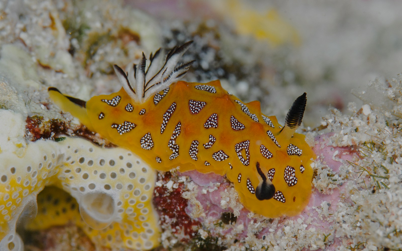 Nudibranch on coral in Great Barrier Reef, Australia.