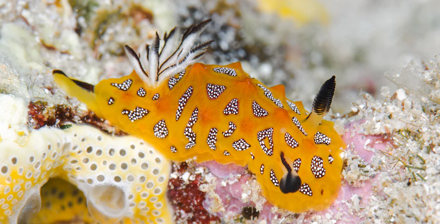 Nudibranch on coral in Great Barrier Reef, Australia.