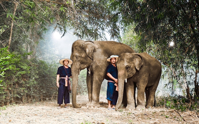 Elephants with caretakers in a lush forest at Bangkok Elephant Park.