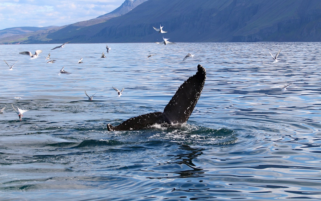 Whale tail diving with seabirds in Akureyri during whale watching tour.