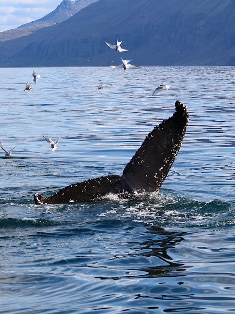 Whale tail diving with seabirds in Akureyri during whale watching tour.
