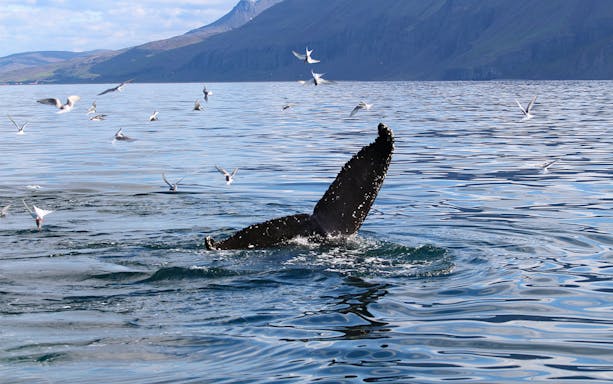Whale tail diving with seabirds in Akureyri during whale watching tour.