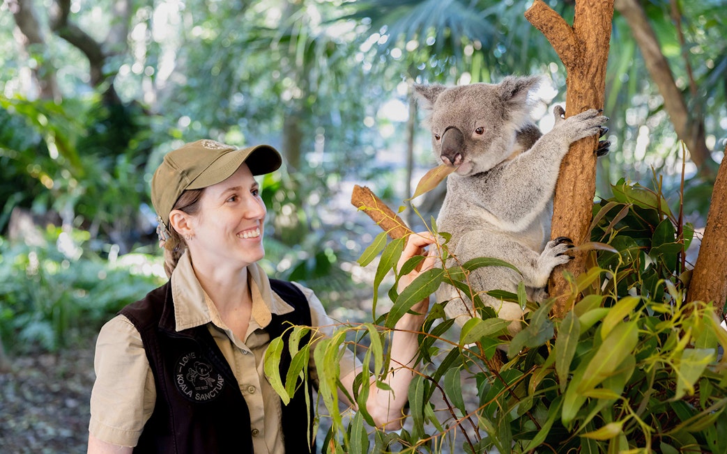 Tourist feeding a koala at Lone Pine Koala Sanctuary, Brisbane.