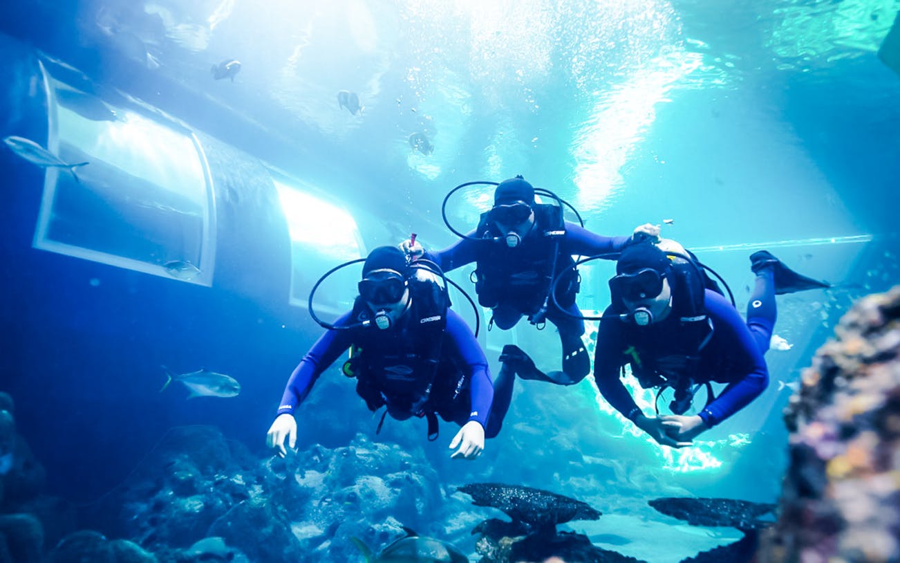 Divers exploring underwater in PADI shark diving program.