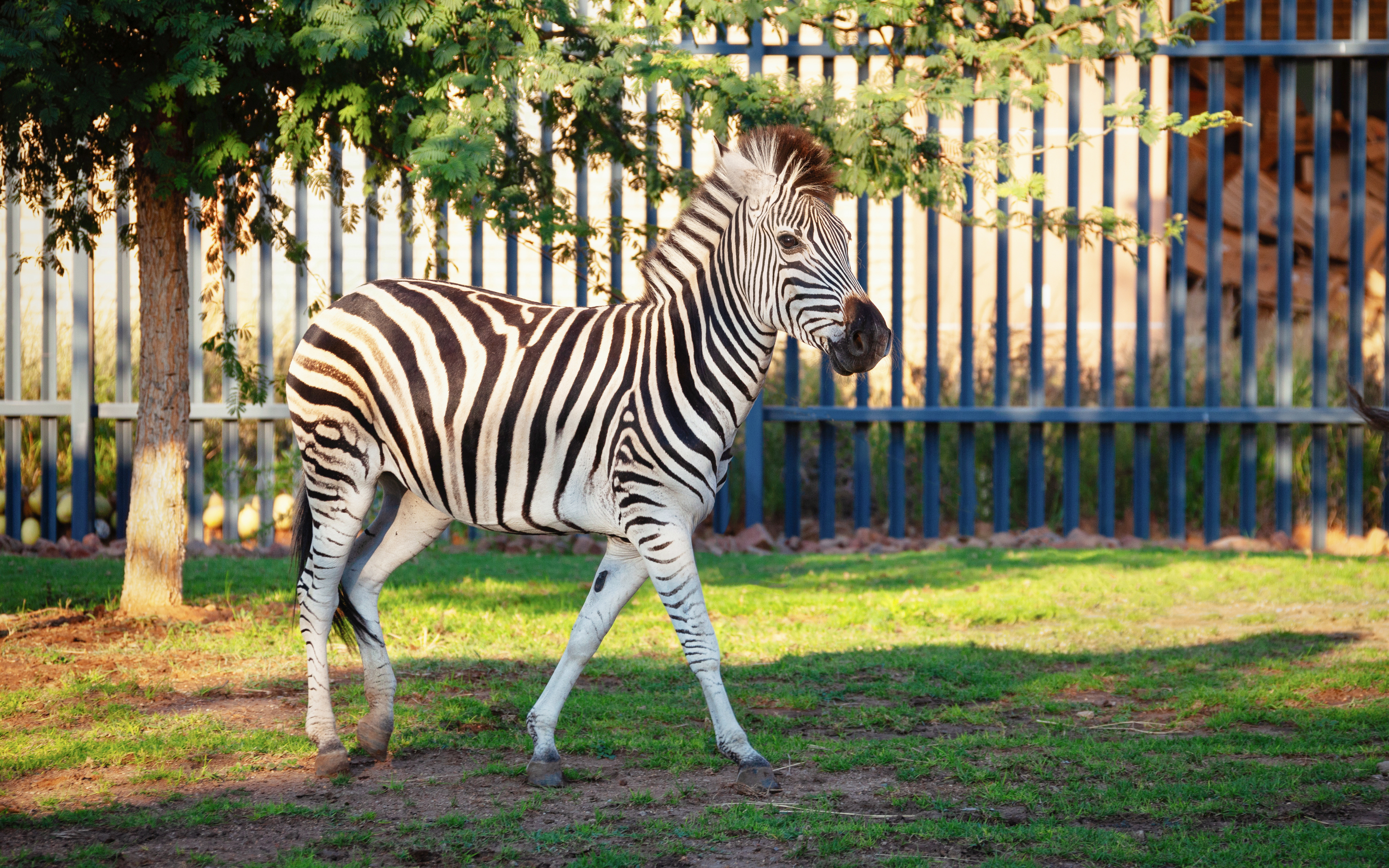 Zoo di Johannesburg