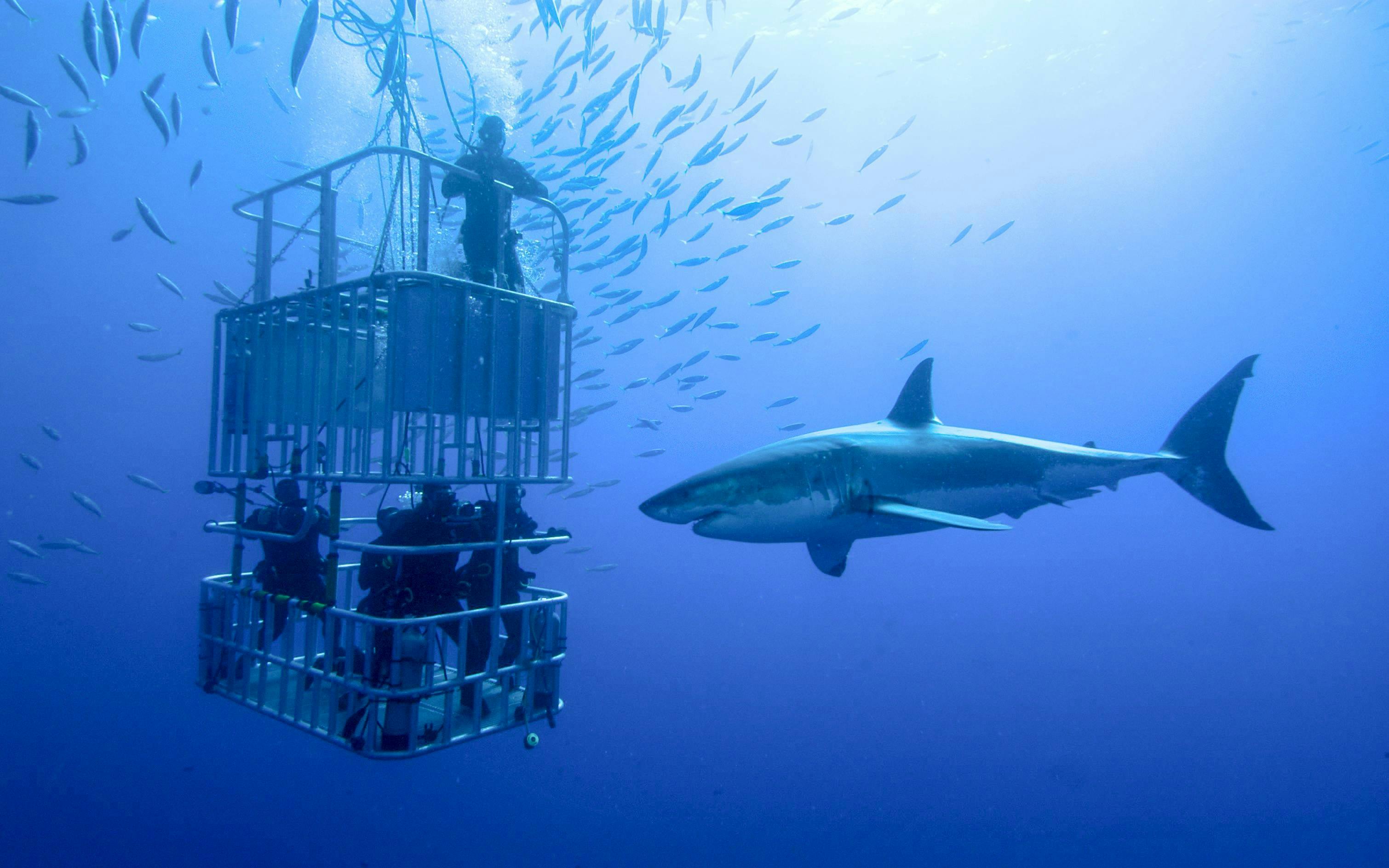 Divers in a shark cage observe a great white shark underwater.