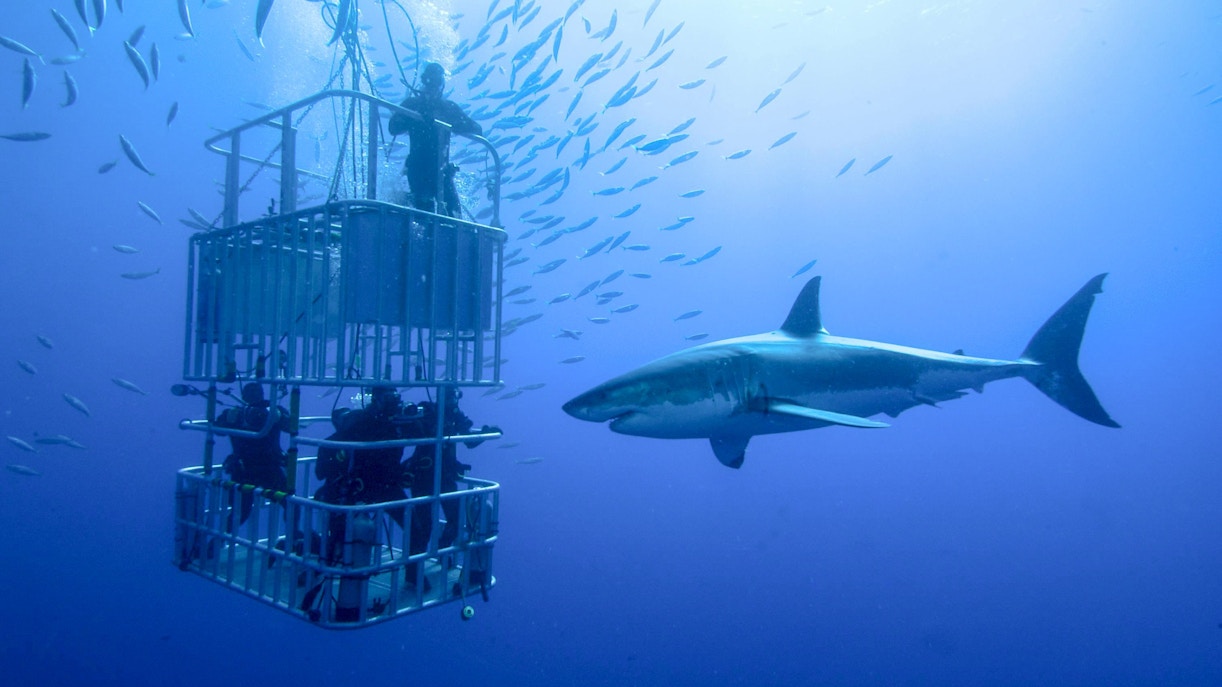 Divers in a shark cage observe a great white shark underwater.