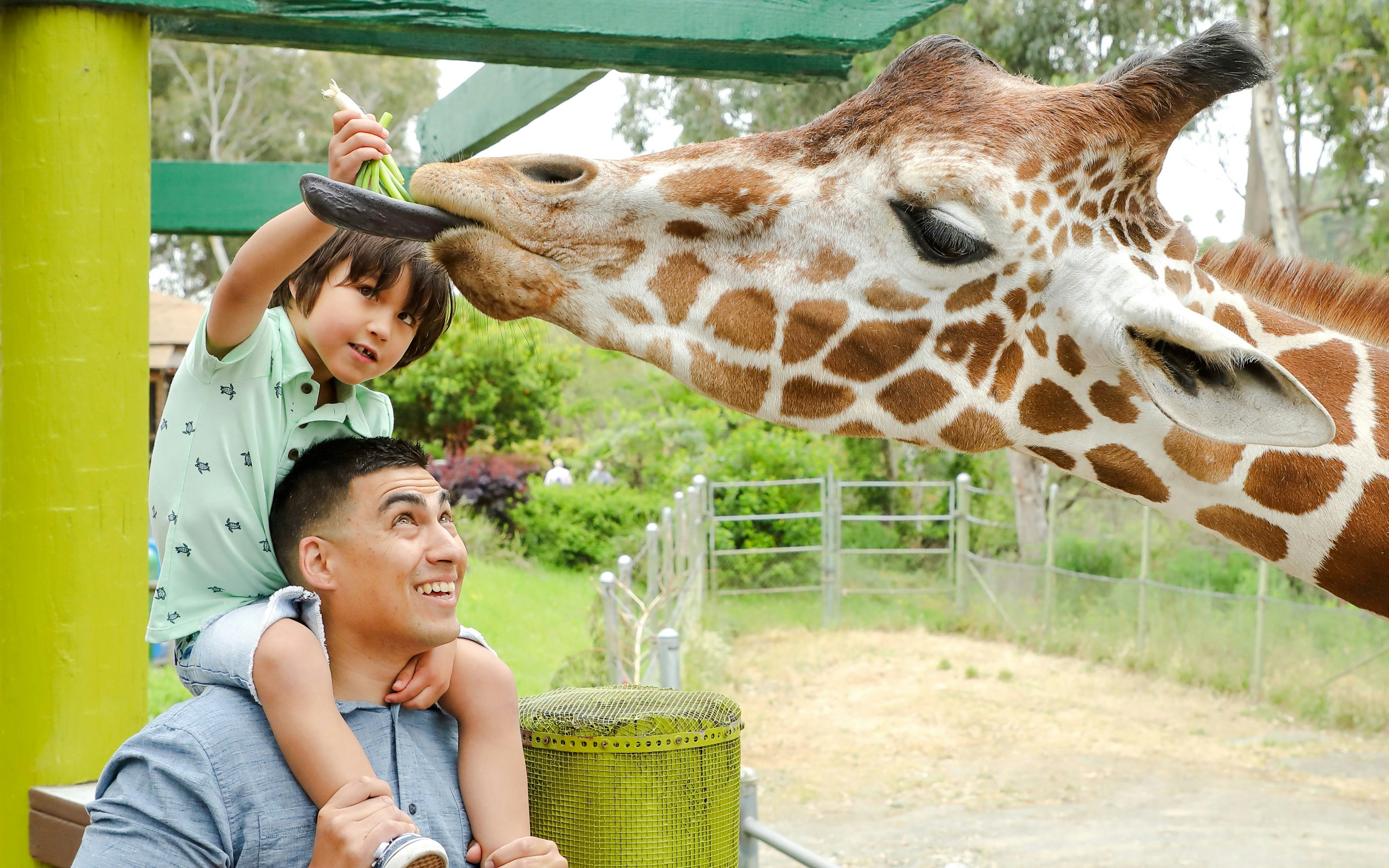 Child feeding giraffe at Six Flags Discovery Kingdom.