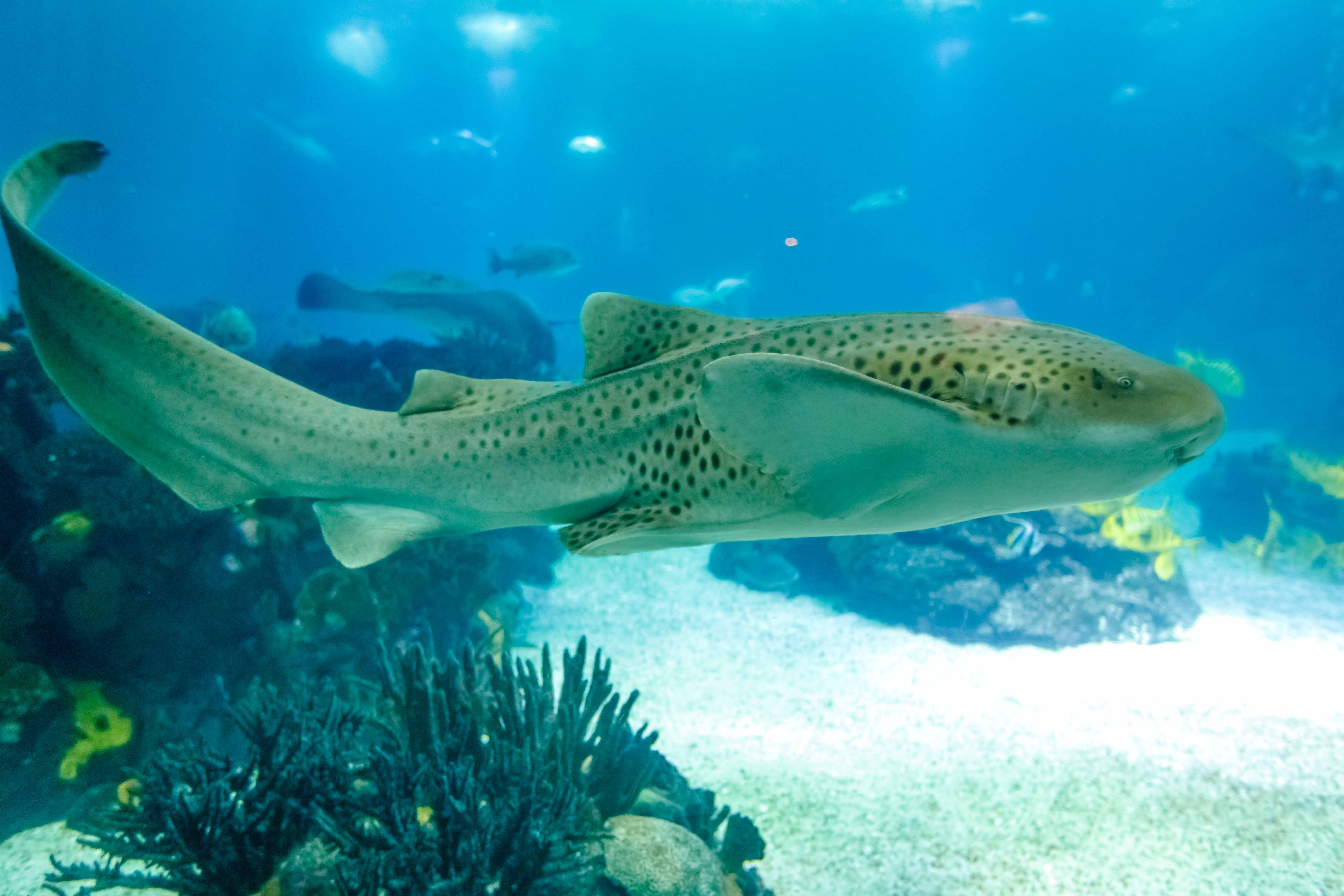 Leopard Shark - zebra shark at Aquarium of the Pacific