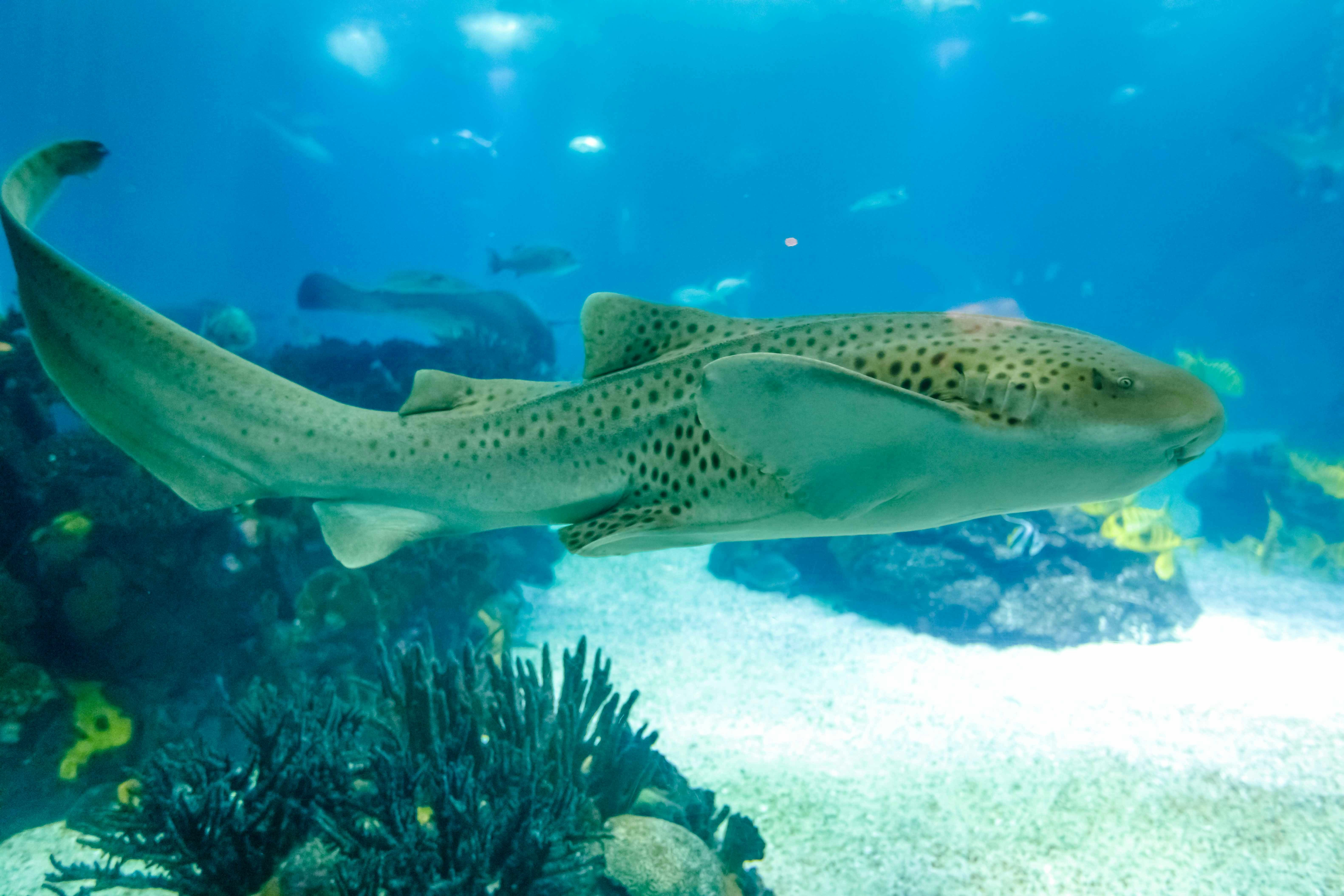 Leopard sharks