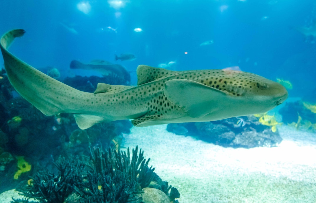 zebra shark at aquarium of the pacific
