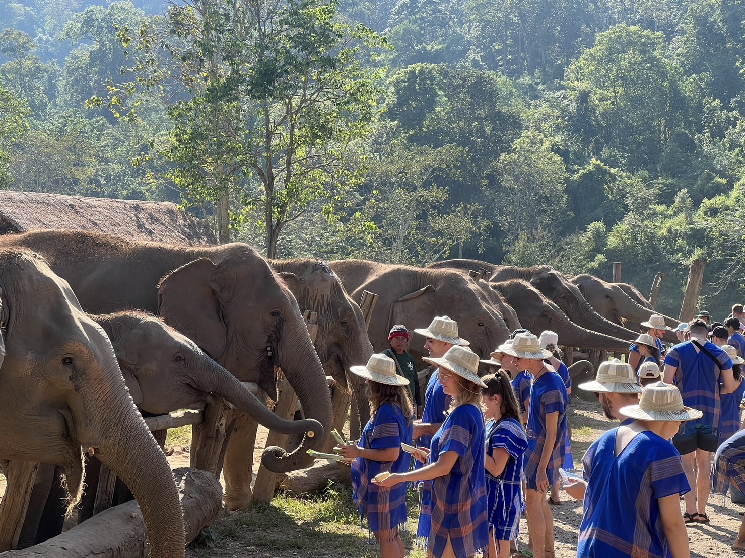 Tourists in Karen shirts feeding elephants at a Chiang Mai sanctuary.