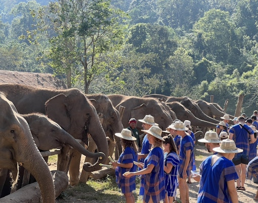 Tourists in Karen shirts feeding elephants at a Chiang Mai sanctuary.