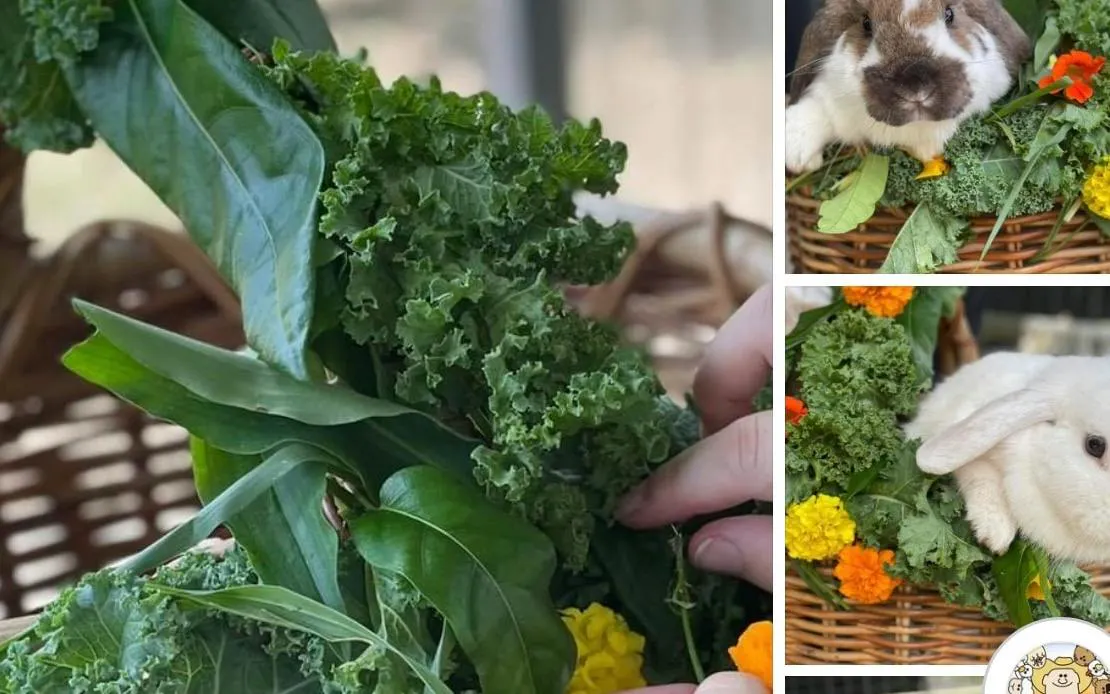 Rabbits in baskets with fresh greens and flowers on a 2hr Premium Animal Tour, Brisbane.