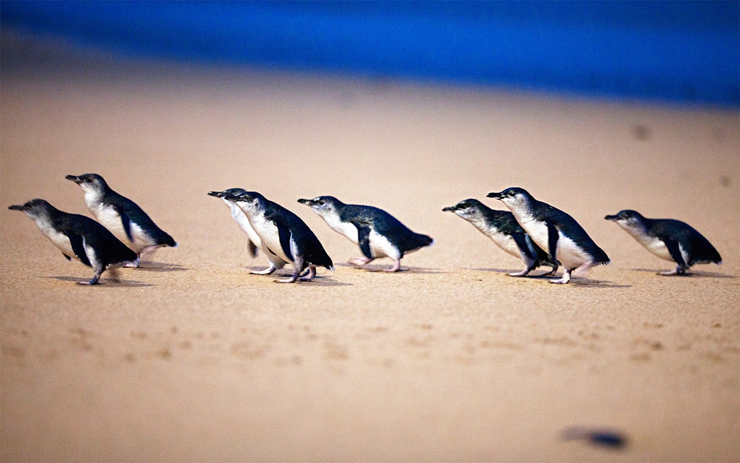 Penguins walking on the shore at Phillip Island Nature Parks Penguin Parade.