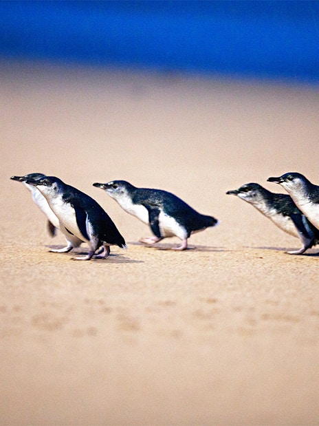 Penguins walking on the shore at Phillip Island Nature Parks Penguin Parade.