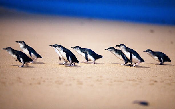 Penguins walking on the shore at Phillip Island Nature Parks Penguin Parade.