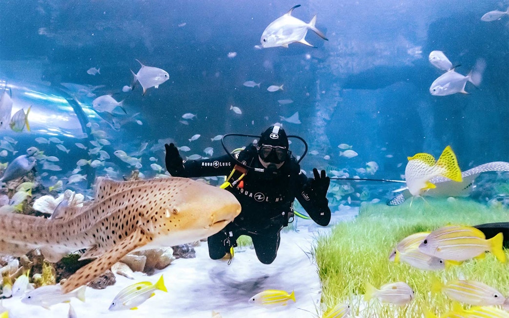 Diver swimming with fish at National Aquarium Abu Dhabi.