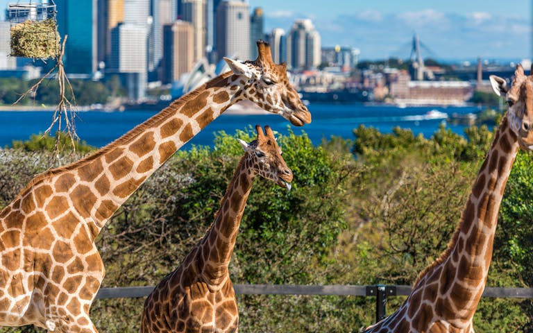 WILD LIFE Sydney Zoo Tickets