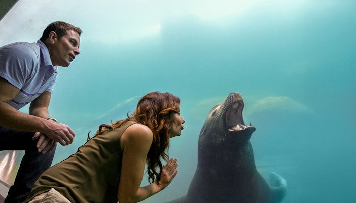 Visitors observing a sea lion through glass at Aquarium of the Pacific.