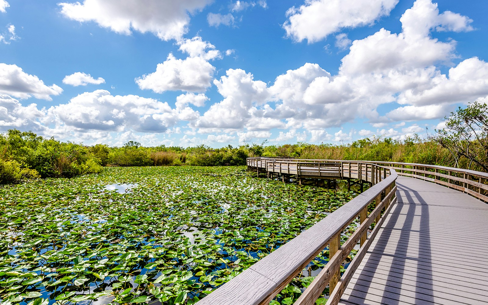 Boardwalk over lily-covered water on the Everglades' Anhinga Trail under a blue sky.