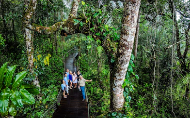 Visitors on a rainforest boardwalk during the Scenic Train and Skyrail Kuranda Tour.