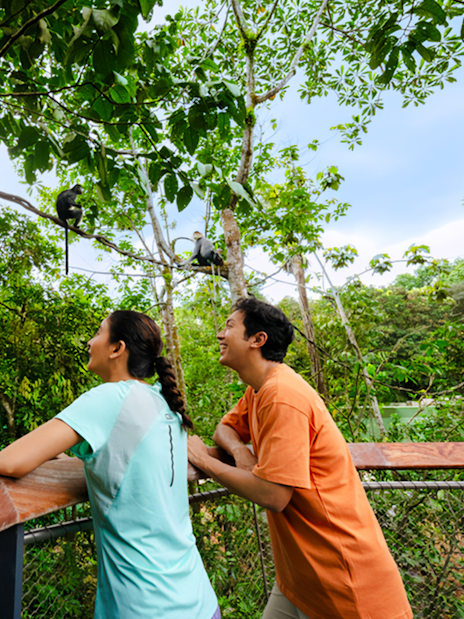 Visitors observing monkeys in the lush canopy of a tropical forest.