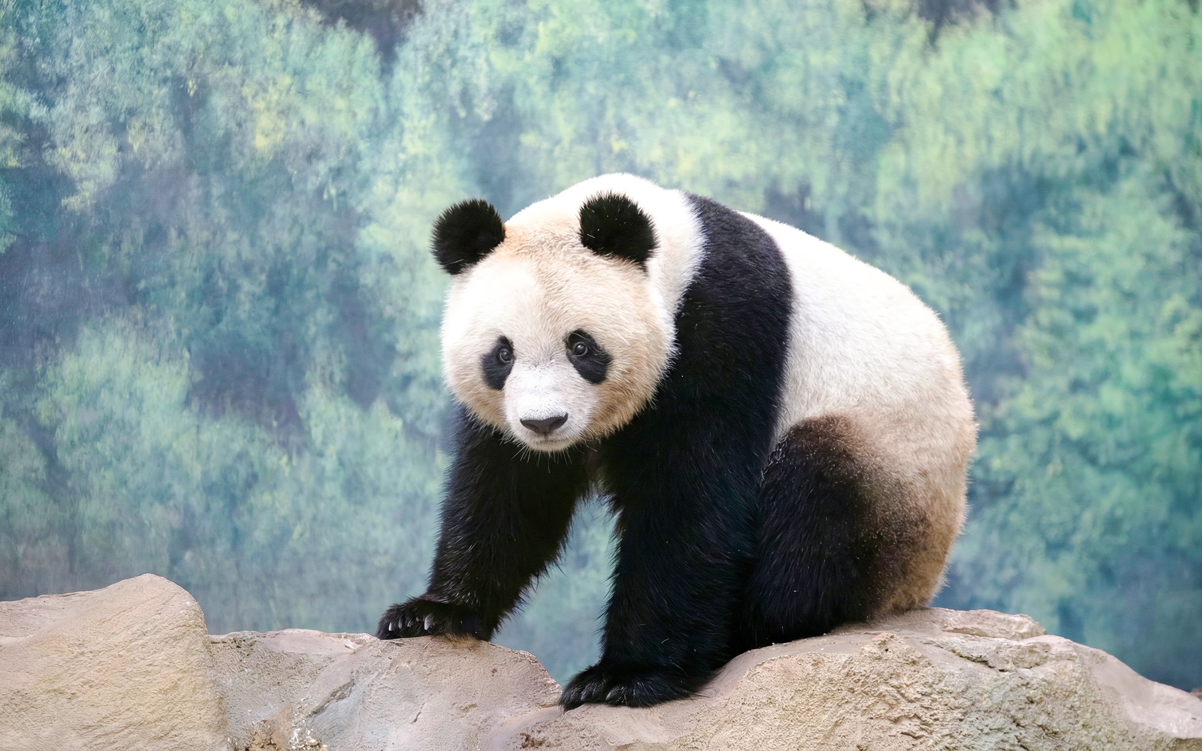 Giant panda on a rock at Zooparc de Beauval, Loire Valley, France.