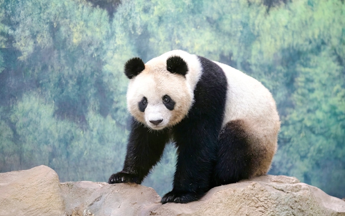 Giant panda on a rock at Zooparc de Beauval, Loire Valley, France.