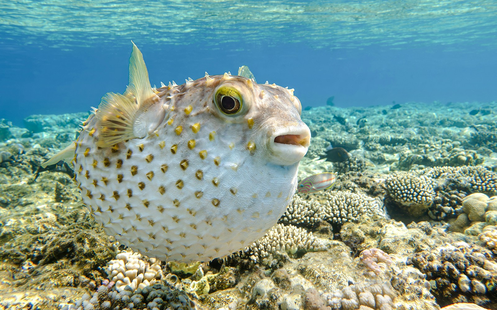 Porcupinefish swimming over coral in Genoa Aquarium.