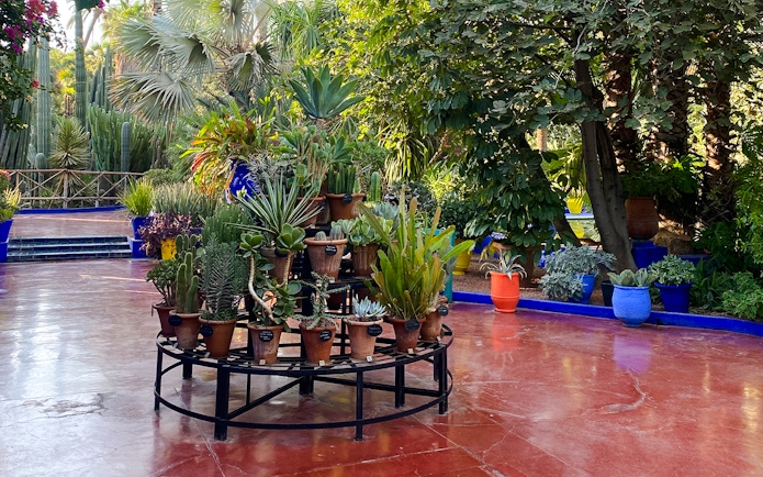Potted cacti and succulents in Jardin Majorelle, Marrakech.