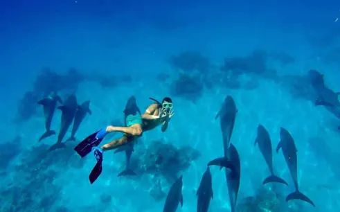 hurghada private speedboat charter to dolphin house with snorkeling and hotel transfers-1