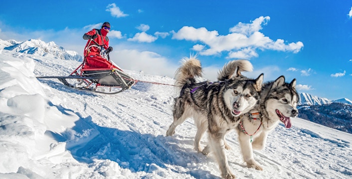 Husky Sledding Tickets