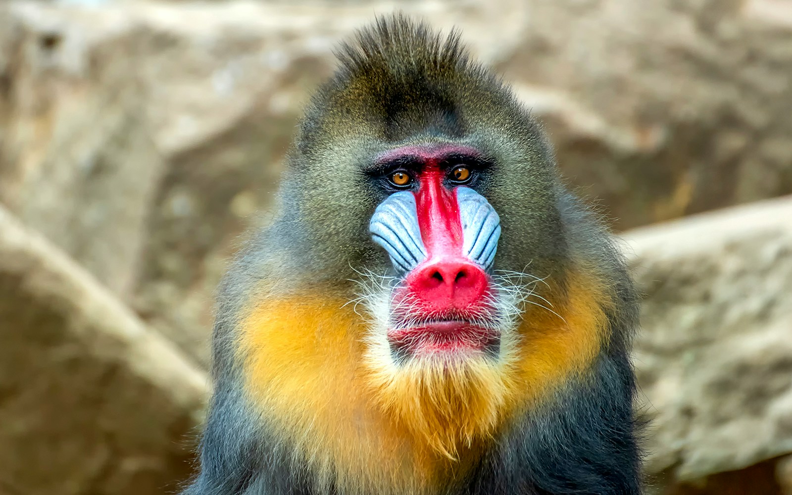 Mandrillus monkey with colorful face markings at Bronx Zoo.