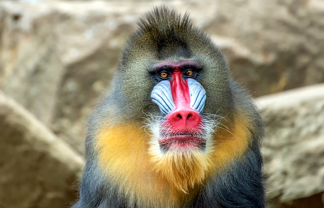 Mandrillus monkey sitting on a rock at Bronx Zoo, showcasing its colorful face and distinctive features.