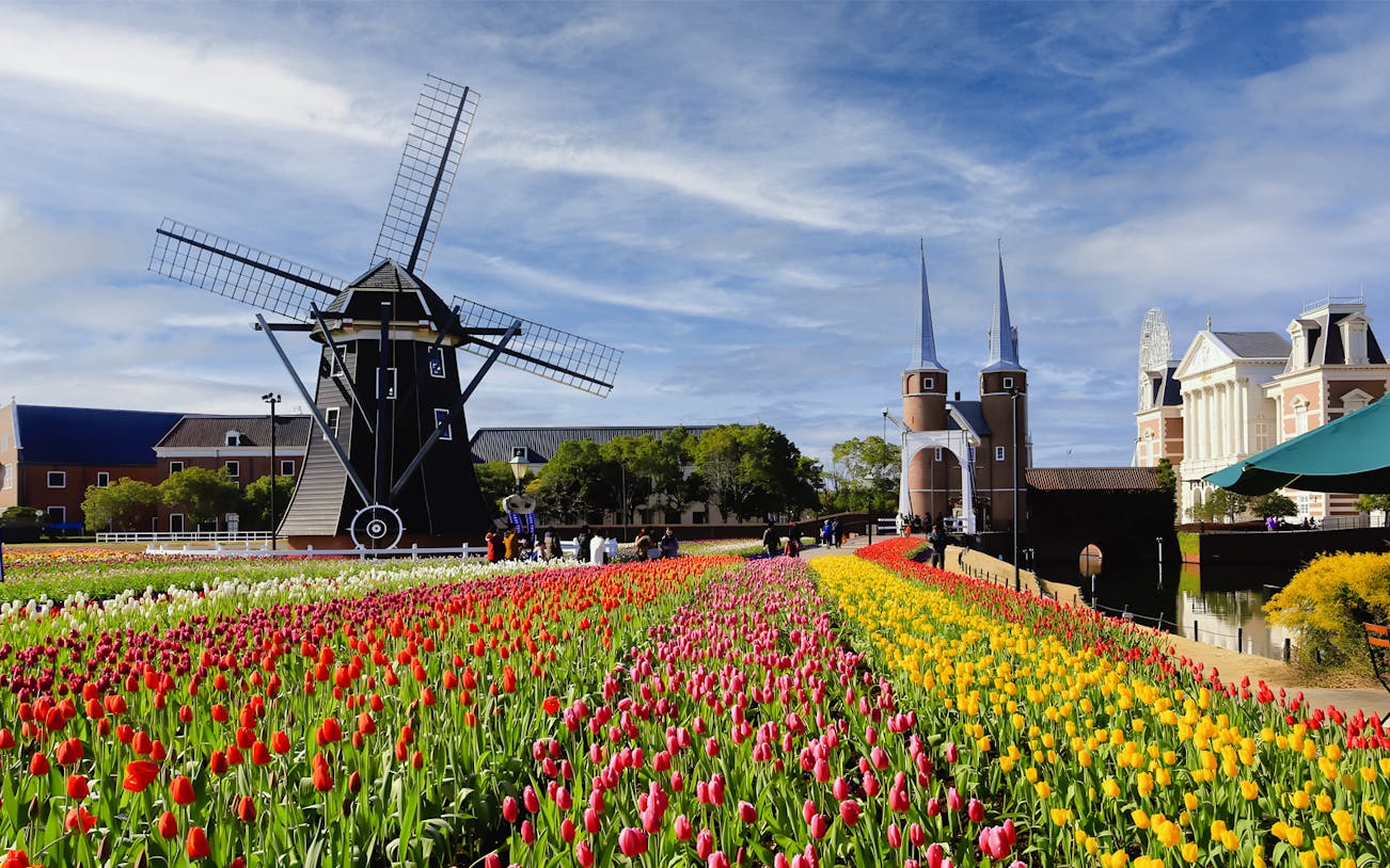 Windmill and colorful tulip fields at Huis Ten Bosch, Japan, on a sunny day.