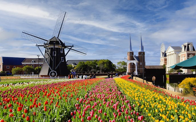 Windmill and colorful tulip fields at Huis Ten Bosch, Japan, on a sunny day.
