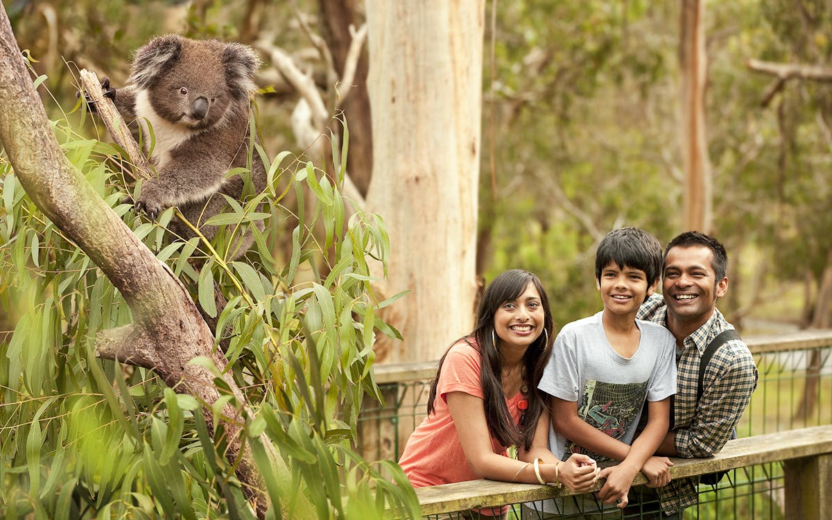 tickets to koala conservation reserve in phillip island-5 tickets to koala conservation reserve in phillip island-5