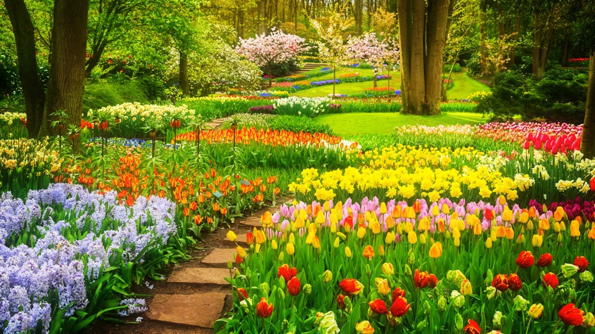 Keukenhof Tulip Gardens in full bloom, showcasing vibrant tulips near Amsterdam.