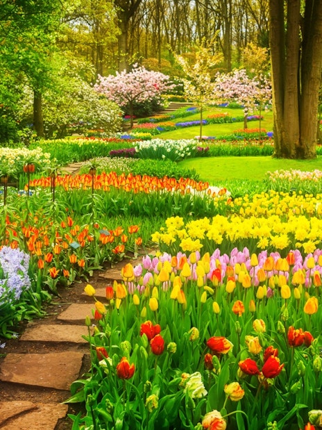 Keukenhof Tulip Gardens in Amsterdam with vibrant tulip beds and lush greenery.