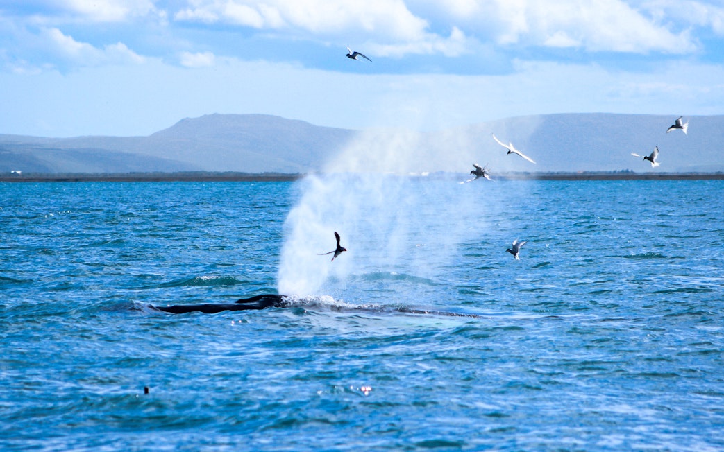 Whale surfacing with birds nearby in Skjálfandi Bay, Iceland.