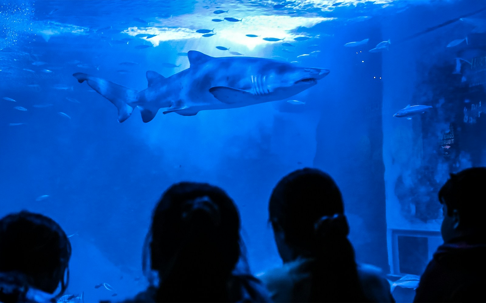 Sleeping with sharks experience