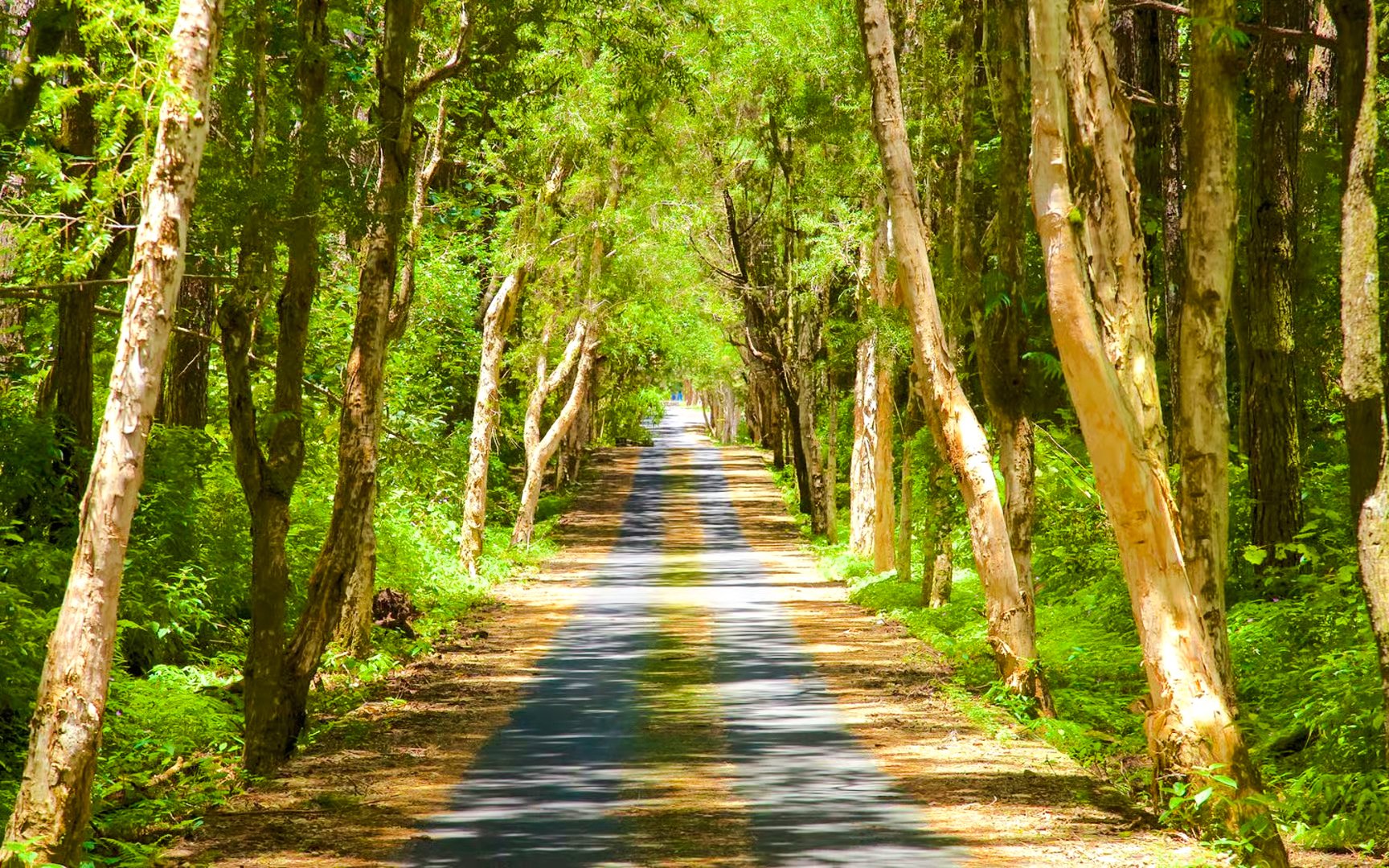 Pathway through lush forest in Black River Gorges National Park, Mauritius.