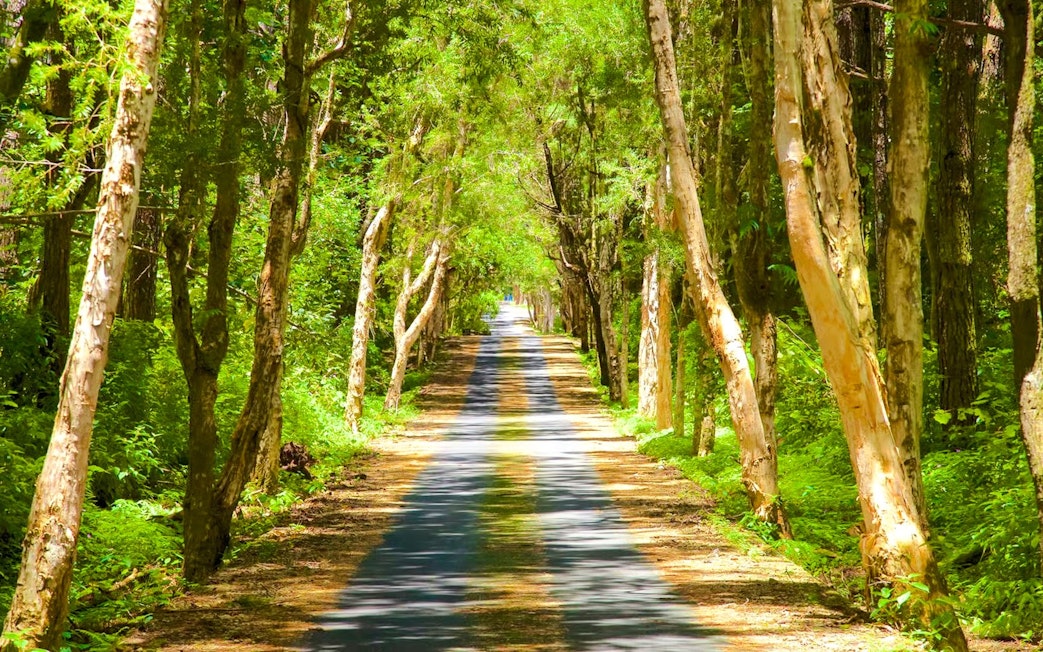 Pathway through lush forest in Black River Gorges National Park, Mauritius.