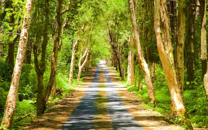 Pathway through lush forest in Black River Gorges National Park, Mauritius.